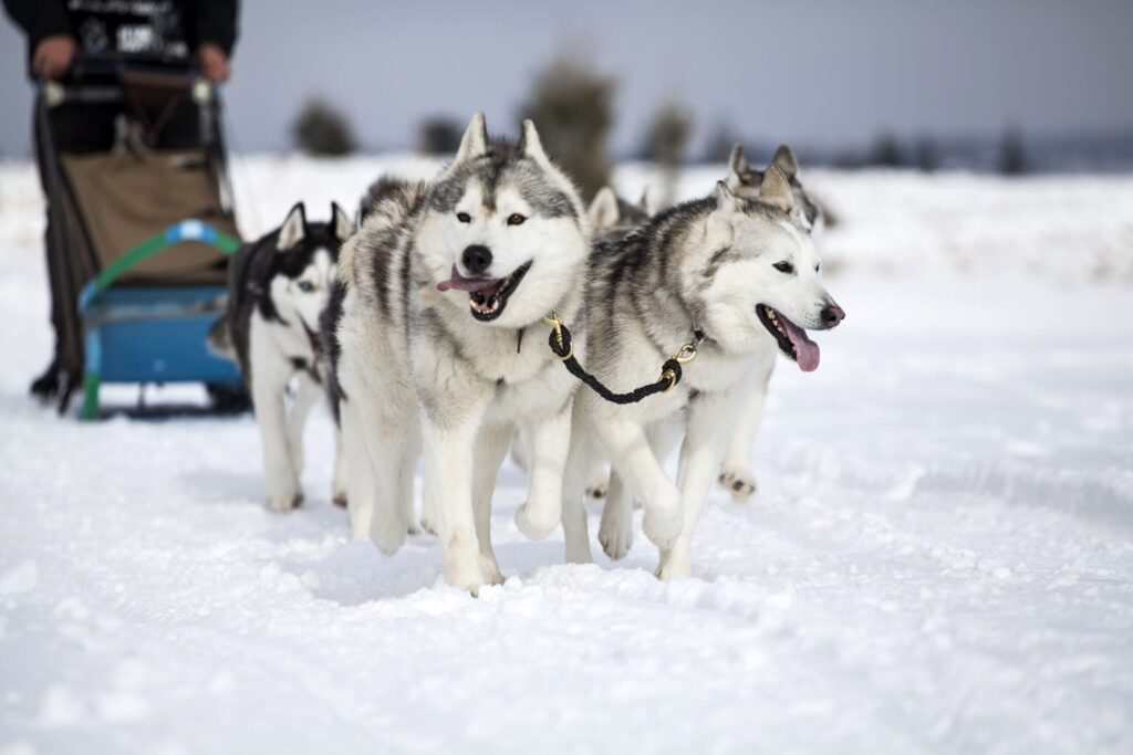 3 km husky sled ride through snowy Vuokatti