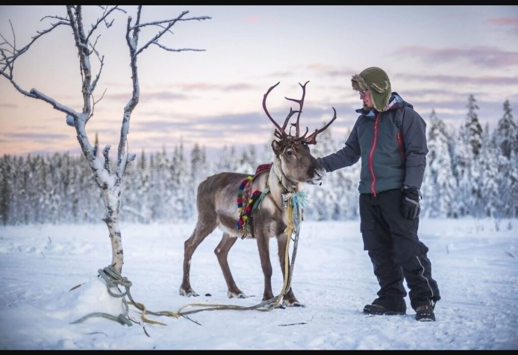 Reindeer beside a snowy enclosure at a farm in Suomussalmi