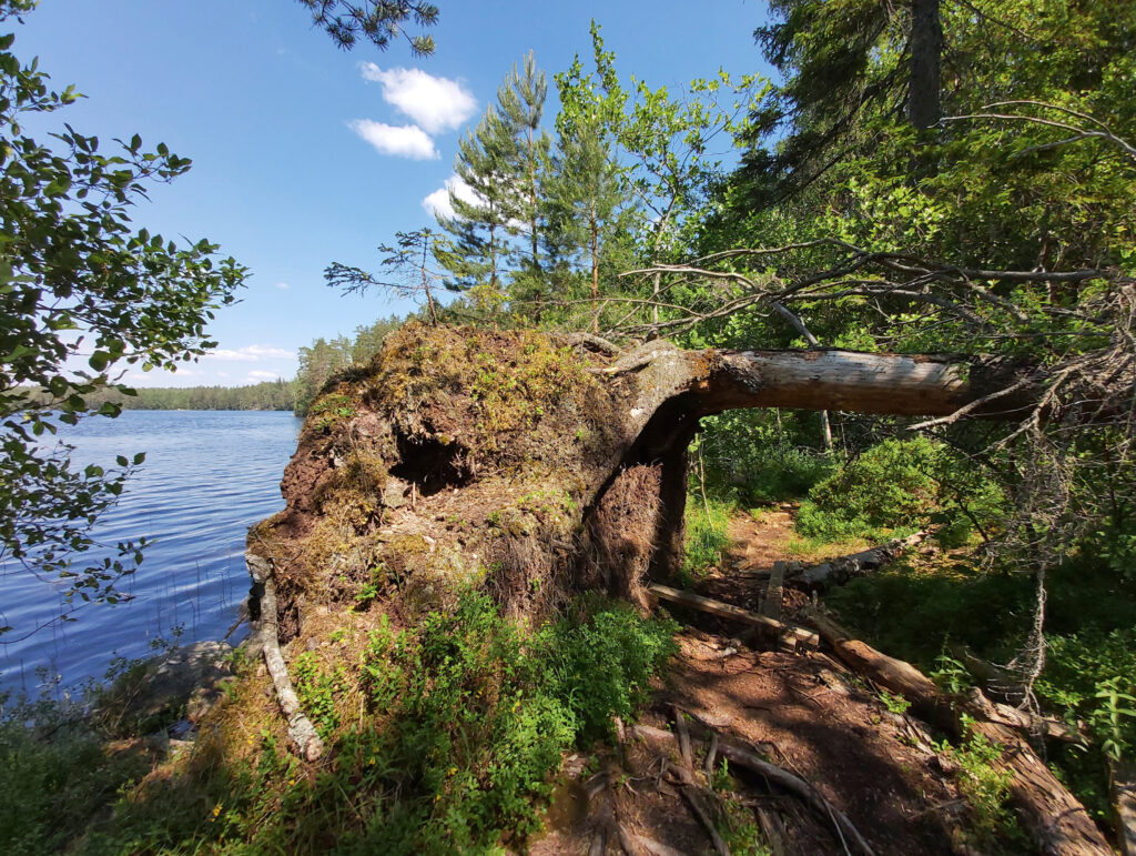 Forest trail at Ruuhijärvi in Nuuksio National Park