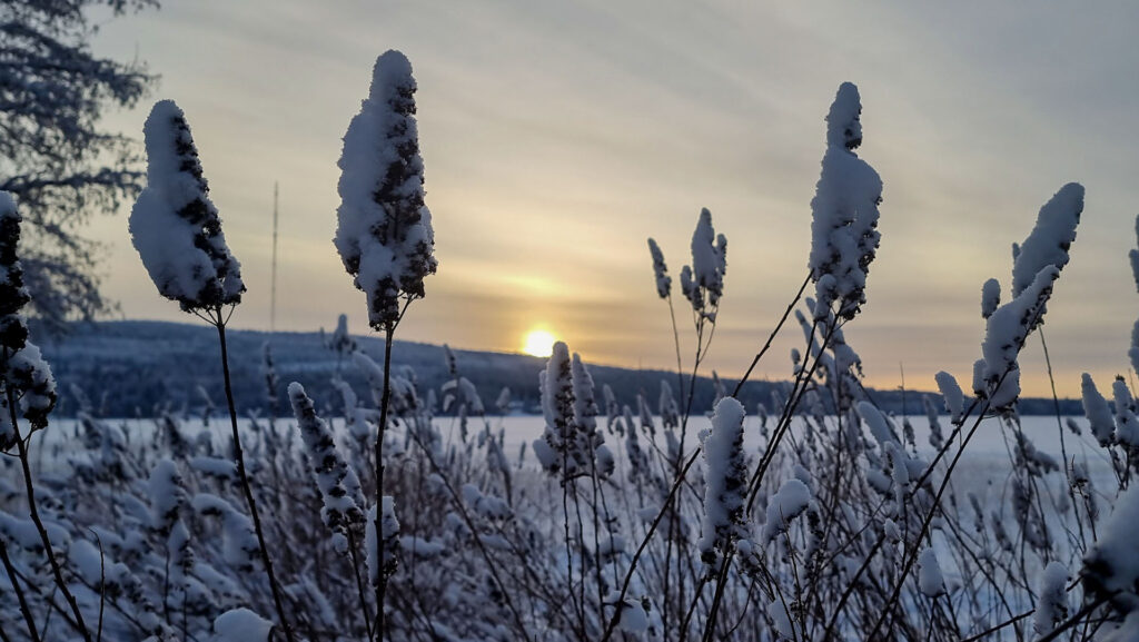 Snow-covered plants glowing in the winter sunset near Vuokatti